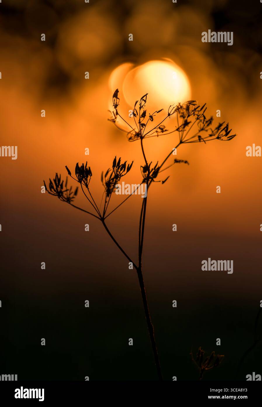Verzerrte, fast pfirsichförmige Sonne (verursacht durch Beugung und Bokeh) mit orangefarbenem Sonnenaufgang in Bladgon, Somerset hinter Silhouettendollifer pla Stockfoto