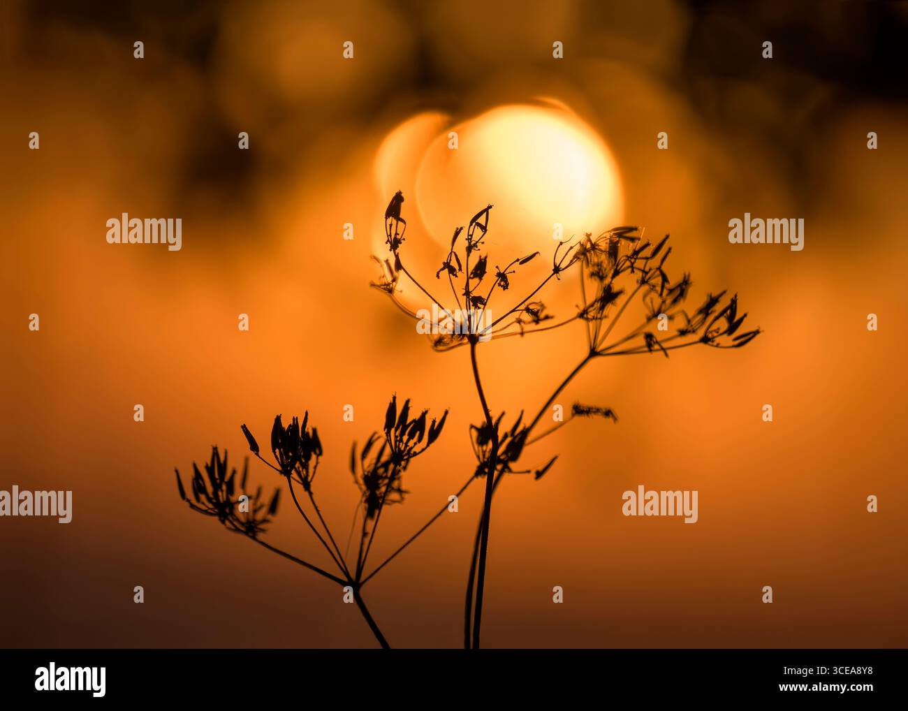 Verzerrte, fast pfirsichförmige Sonne (verursacht durch Beugung und Bokeh) mit orangefarbenem Sonnenaufgang in Bladgon, Somerset hinter Silhouettendollifer Stockfoto