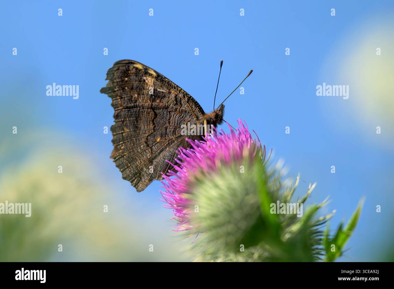 Pfauenfalter auf Speerdistel an sonnigen Sommertagen Stockfoto