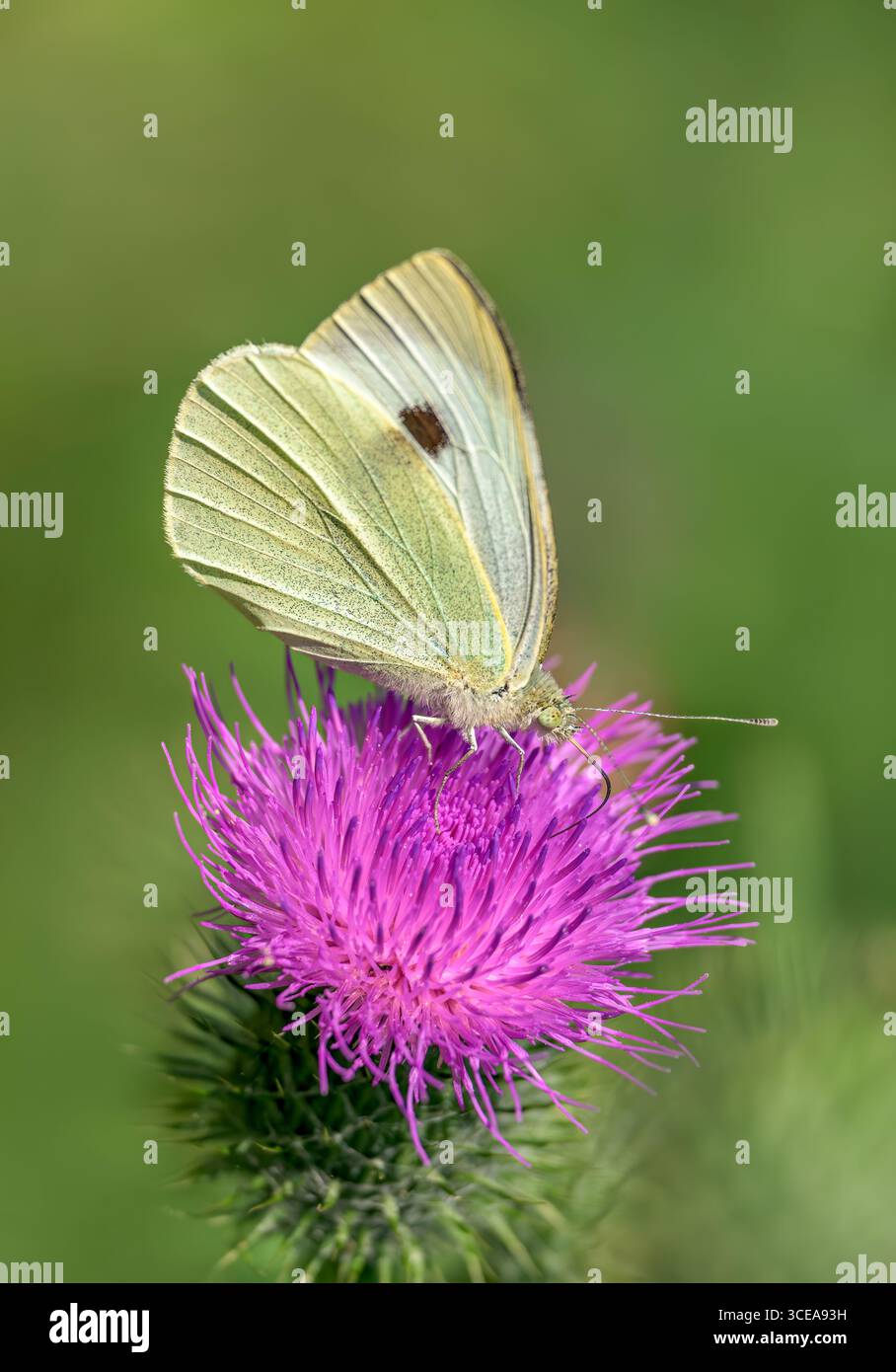 Weibchen großer Weißer Schmetterling, auch bekannt als Kohl White, ernährt sich an sonnigen Tagen im Sommer von Speerdistel Stockfoto