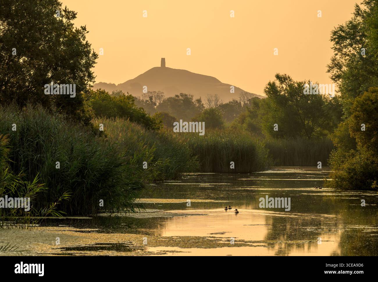 Glastonbury Tor bei Sonnenaufgang aus den Somerset Levels, Somerset, Großbritannien, mit Enten, die im Vordergrund schwimmen Stockfoto
