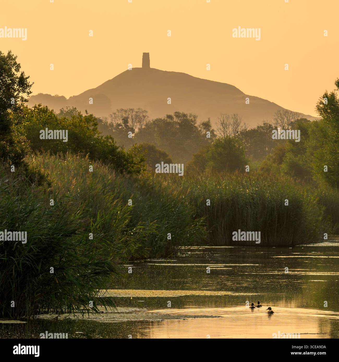 Glastonbury Tor bei Sonnenaufgang aus den Somerset Levels, Somerset, Großbritannien, mit Enten, die im Vordergrund schwimmen Stockfoto