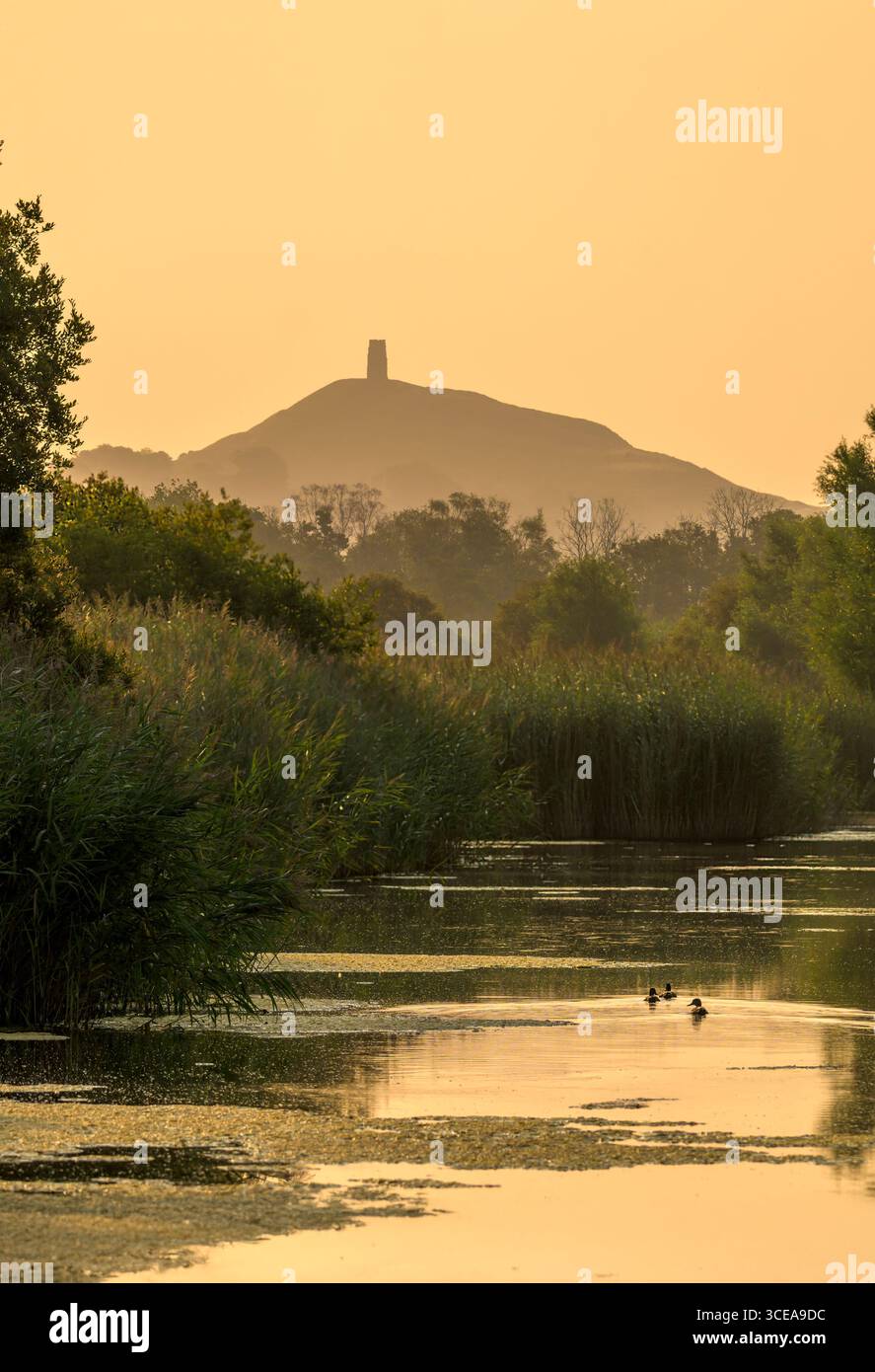 Glastonbury Tor bei Sonnenaufgang aus den Somerset Levels, Somerset, Großbritannien, mit Enten, die im Vordergrund schwimmen Stockfoto