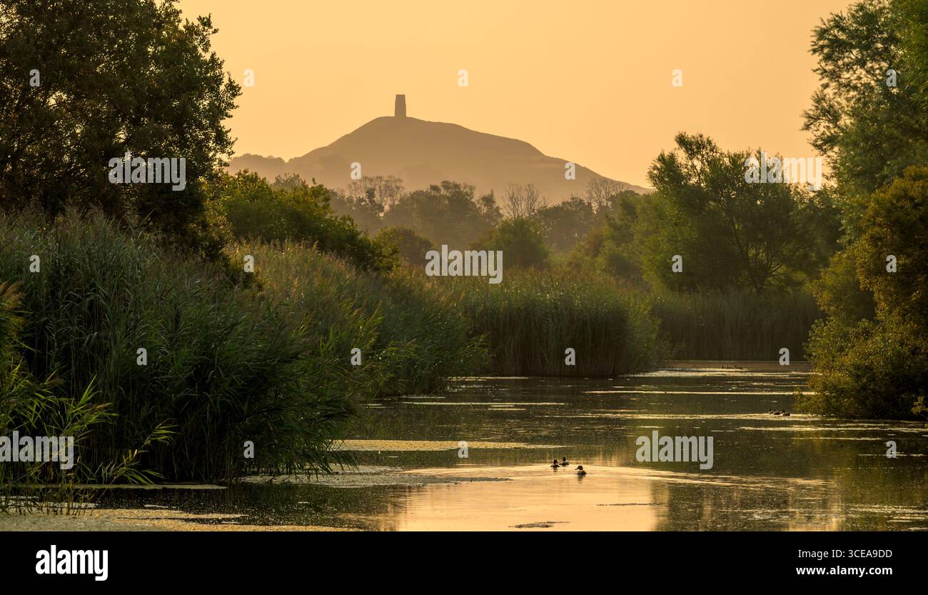 Glastonbury Tor bei Sonnenaufgang aus den Somerset Levels, Somerset, Großbritannien, mit Enten, die im Vordergrund schwimmen Stockfoto