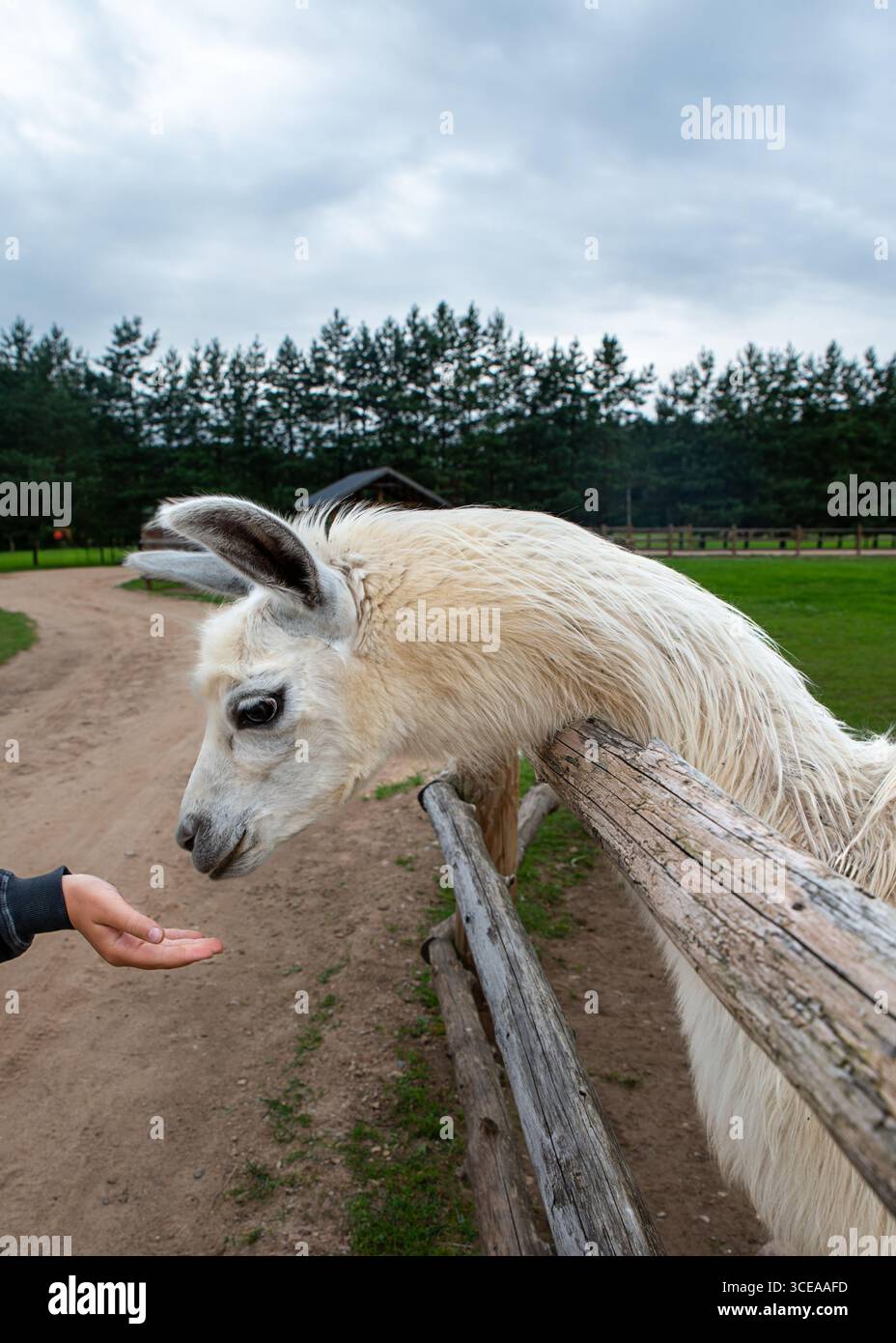 Vertikales Nahfoto eines weißen Lama, das auf die Hand eines Kindes streckt und auf einer Farm oder einem Streichelzoo Nahrung anbietet. Stockfoto