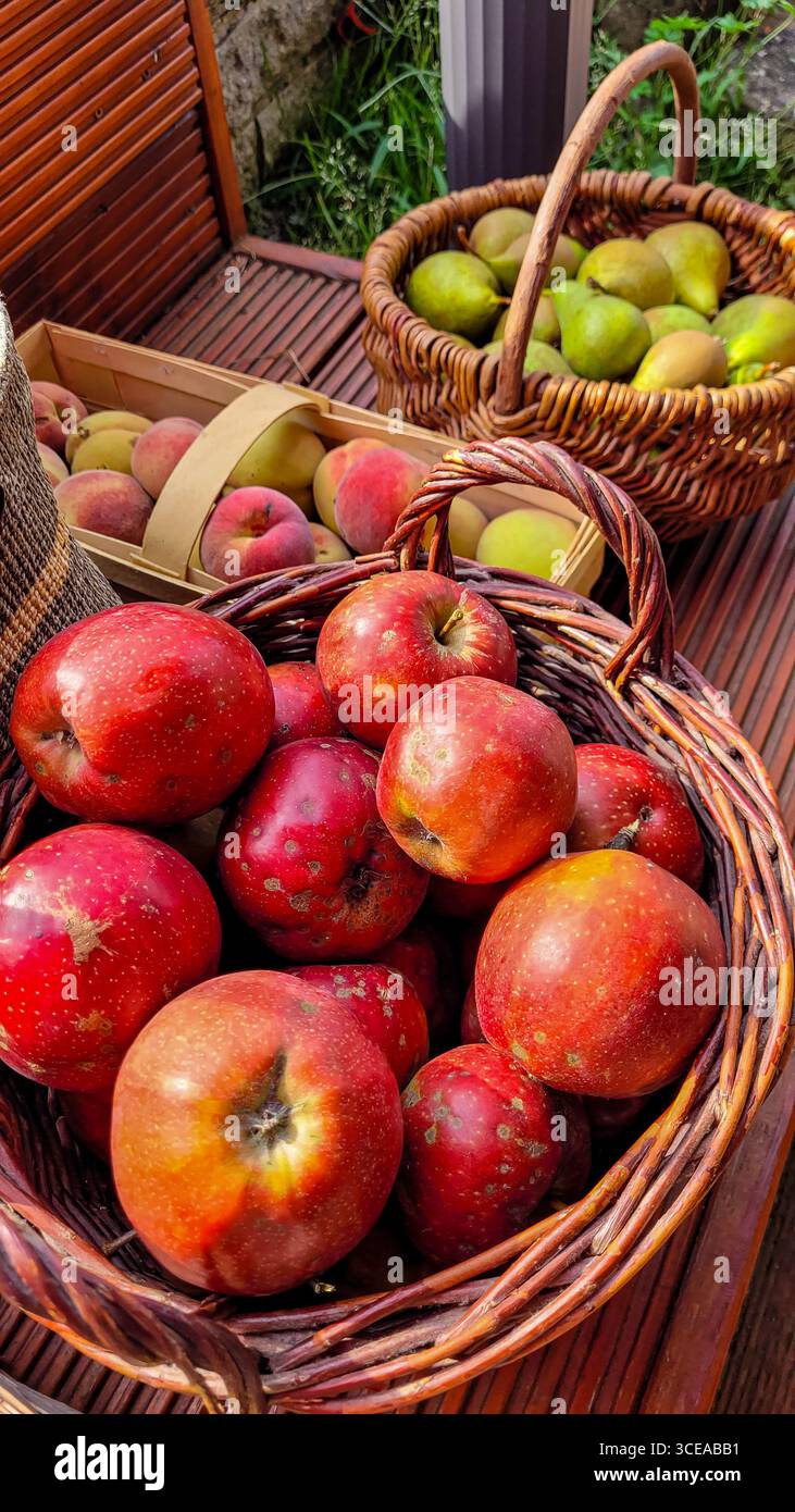 Blick von oben auf frische, bunte Bio-Früchte aus dem Garten. Äpfel, Birnen und Pfirsiche werden nach der Ernte verpackt Stockfoto