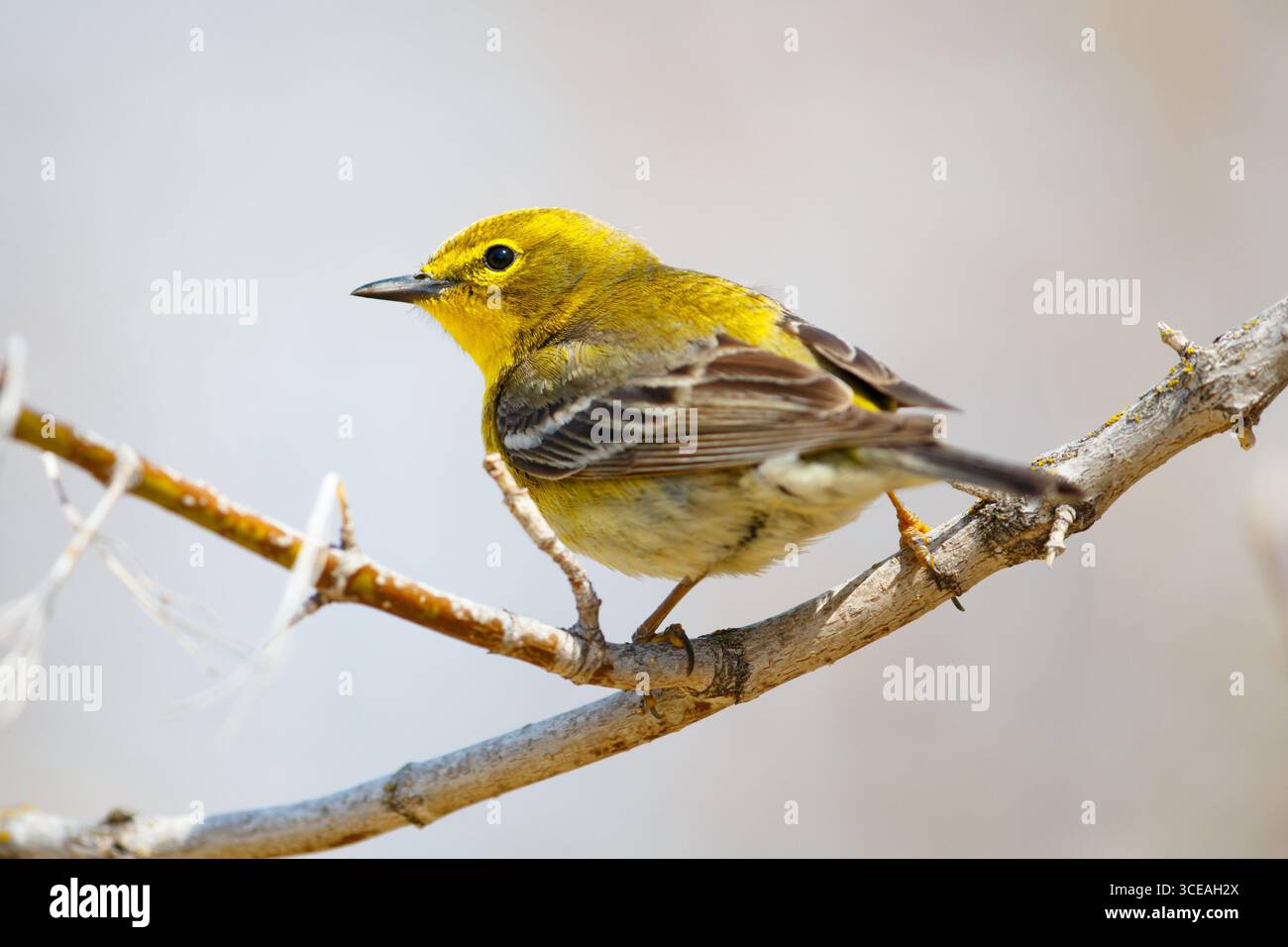 Kiefernfellern (Setophaga pinus) im frühen Frühjahr - Nord-Minnesota, USA. Stockfoto