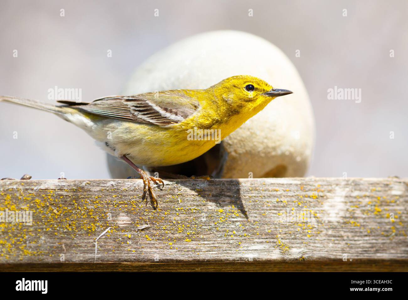 Pine Warbler (Setophaga pinus) - Nord-Minnesota, USA. Stockfoto