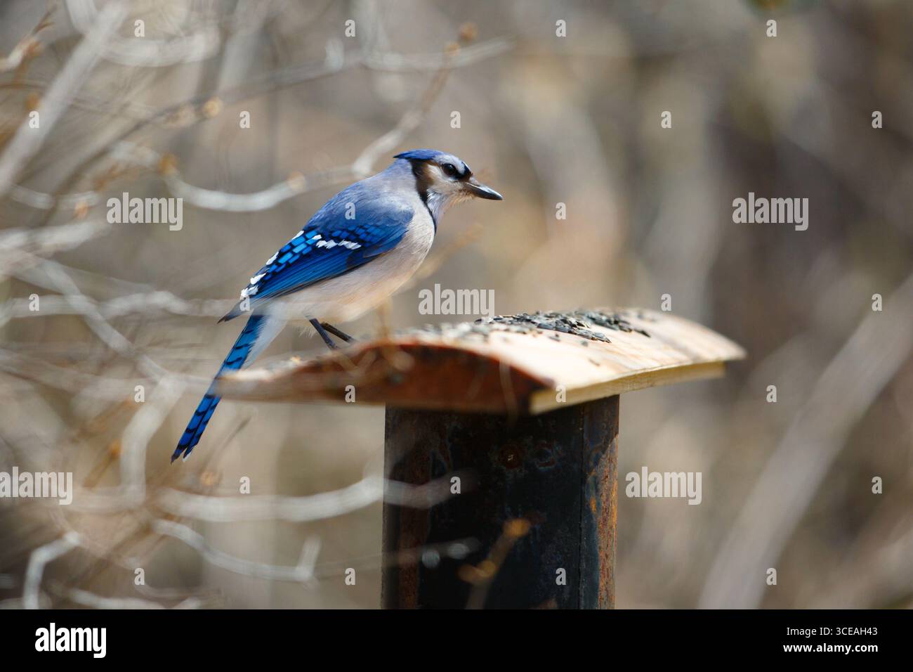 Blue Jay (Cyanocitta cristata) auf einem Futterhäuschen - Nord-Minnesota, USA. Stockfoto