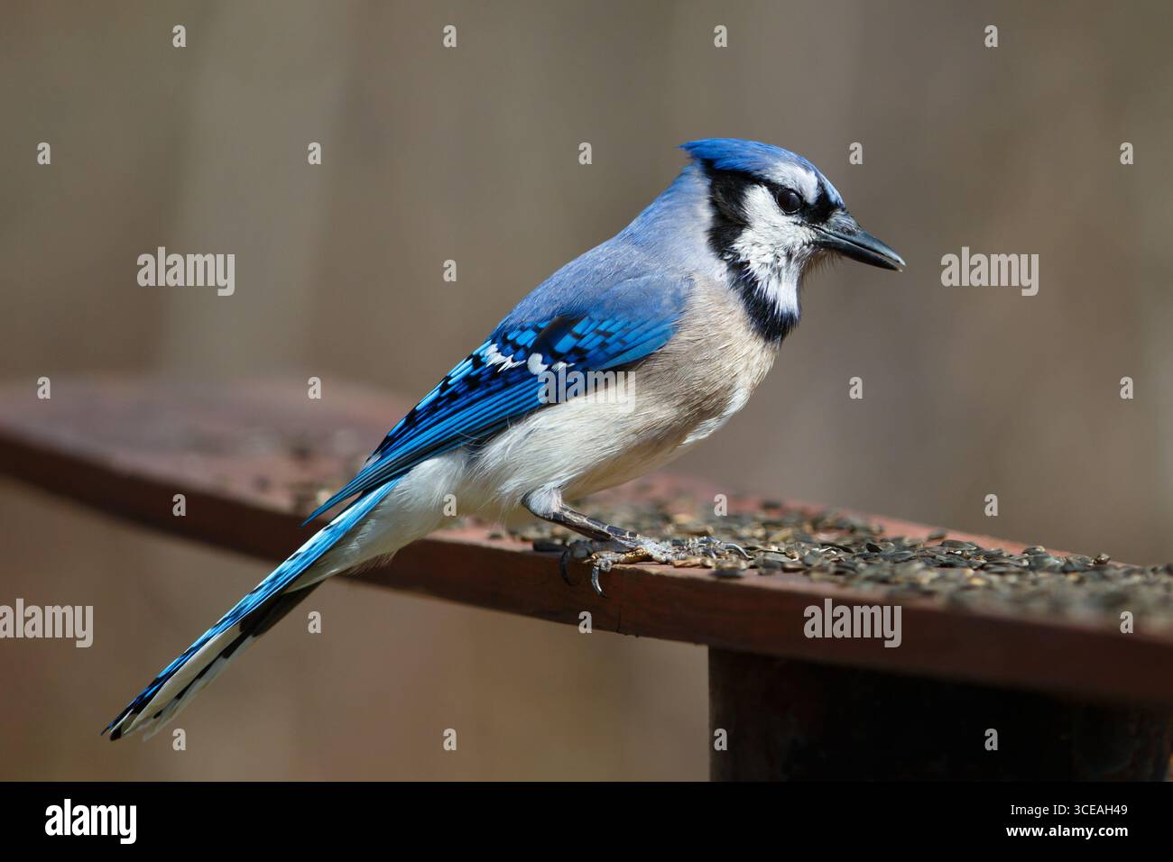 Blue Jay (Cyanocitta cristata) auf einem Futterhäuschen - Nord-Minnesota, USA. Stockfoto