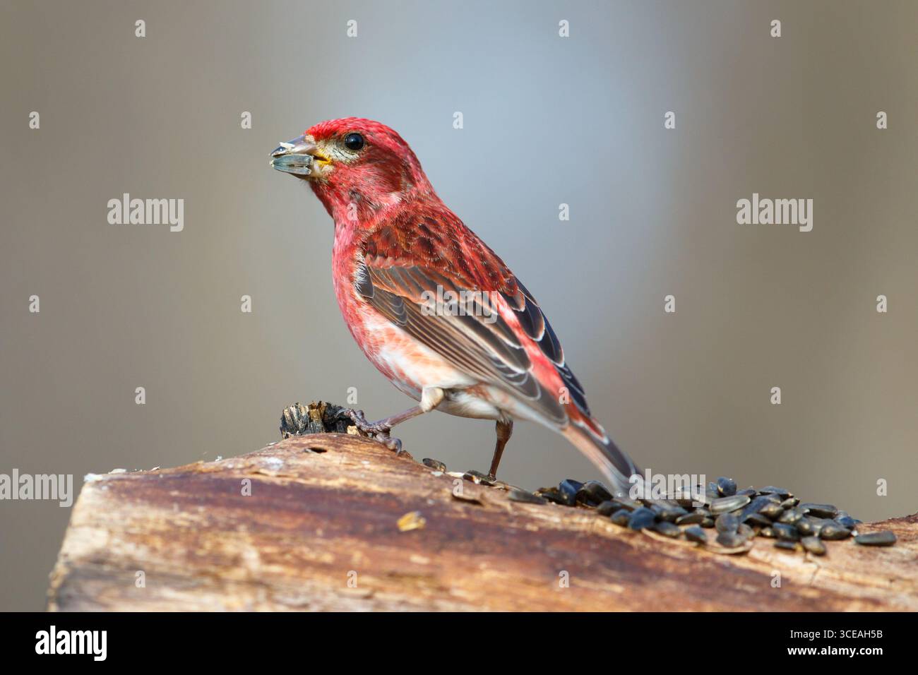 Purpurfinke (Haemorhous purpureus) isst einen schwarz geölten Sonnenblumensamen. Nord-Minnesota, USA. Stockfoto