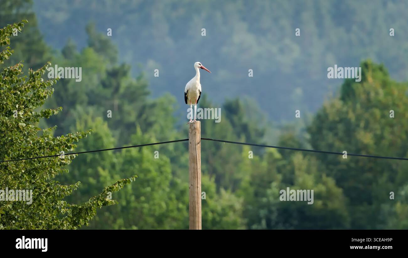 Weißstorch (Ciconia ciconia) steht auf Holzstange. Eine verbreitete Vogelart in der Tschechischen Republik. Stockfoto