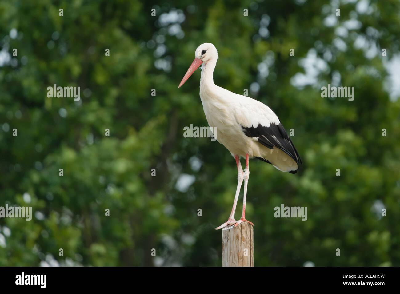 Weißstorch (Ciconia ciconia) steht auf Holzstange. Eine verbreitete Vogelart in der Tschechischen Republik. Stockfoto