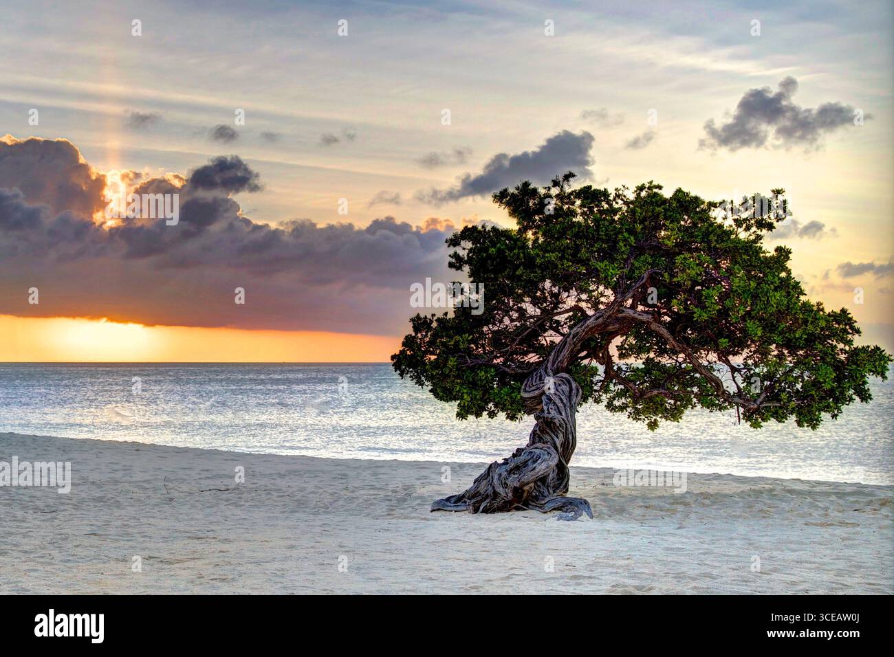 Die Hochzeitsbäume am Eagle Beach auf Aruba Stockfoto