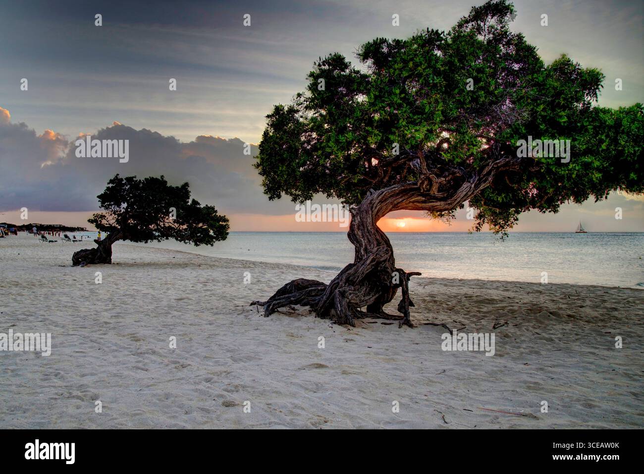 Die Hochzeitsbäume am Eagle Beach auf Aruba Stockfoto