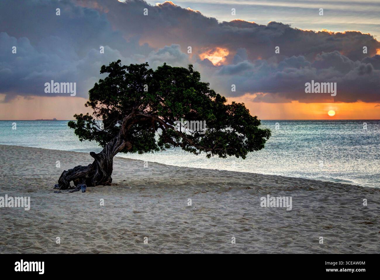 Die Hochzeitsbäume am Eagle Beach auf Aruba Stockfoto