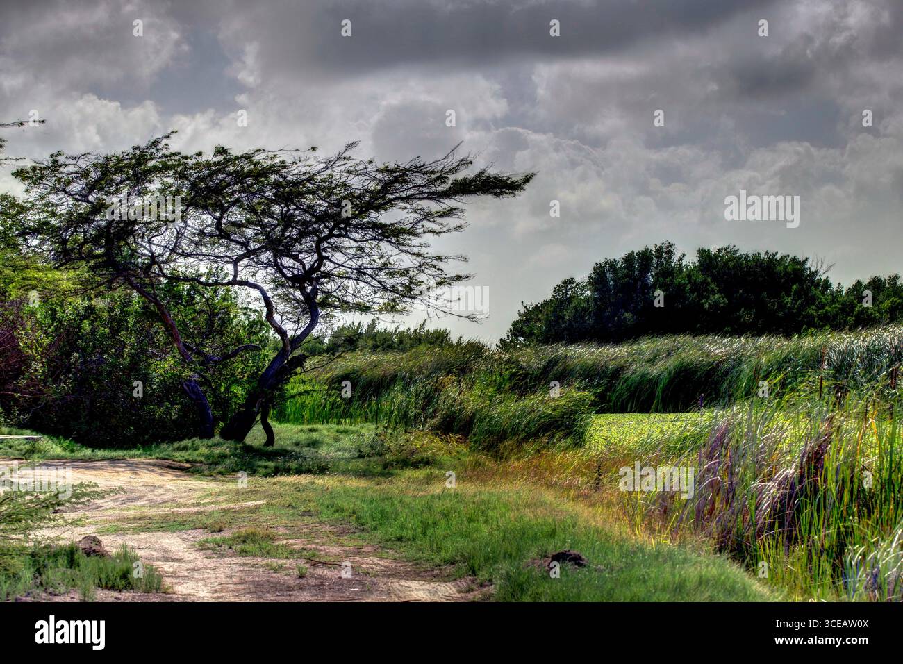 Tropische Landschaft und Landschaften auf Aruba Stockfoto