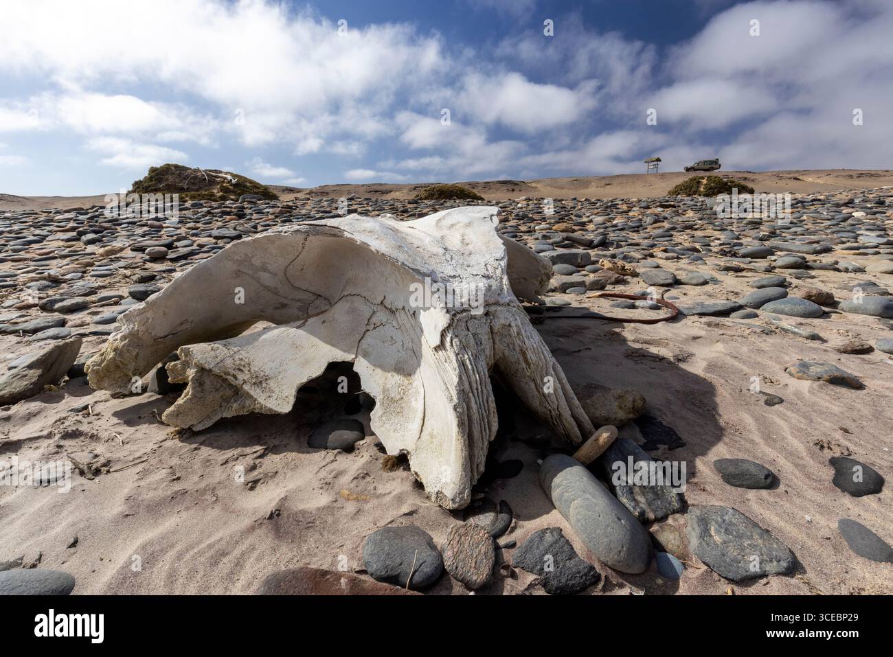 Walknochen am Strand im Skeleton Coast National Park, Namibia, Afrika Stockfoto