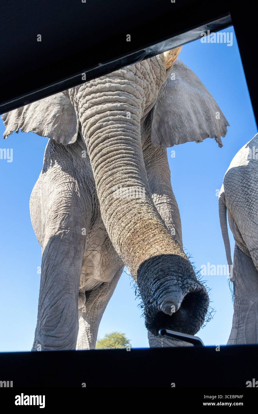 Afrikanischer Elefant (Loxodonta Africana), der im Onkolo Hide, Onguma Nature Reserve, Namibia, Afrika, den Griff eines Fensters mit dem Stamm inspiziert Stockfoto