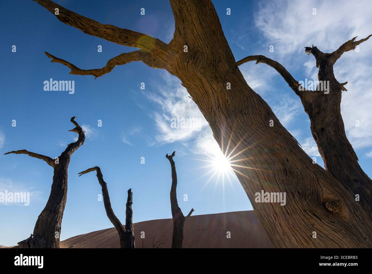 Sonnenschein durch tote Kameldornbäume in der surrealen Landschaft von Deadvlei - Namib-Naukluft-Nationalpark, Namibia, Afrika Stockfoto