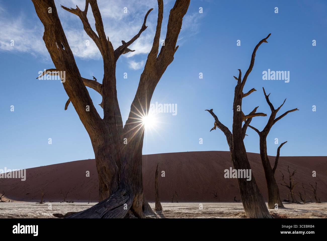Sonnenschein durch tote Kameldornbäume in der surrealen Landschaft von Deadvlei - Namib-Naukluft-Nationalpark, Namibia, Afrika Stockfoto