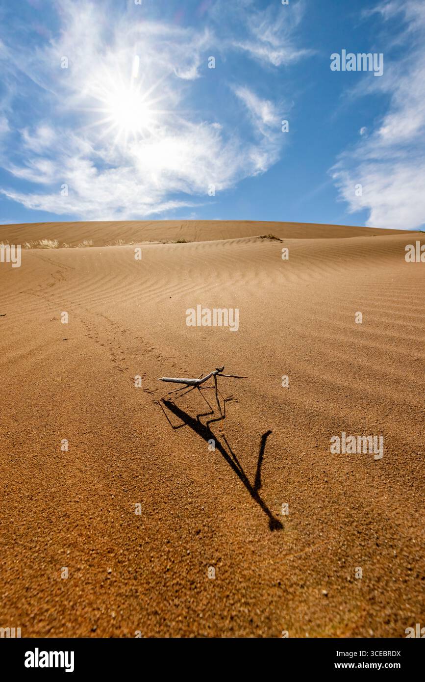 Langer Schatten betender Mantis-Arten (Mantidae) in den Sanddünen des Namib-Naukluft-Nationalparks, Namibia, Afrika Stockfoto