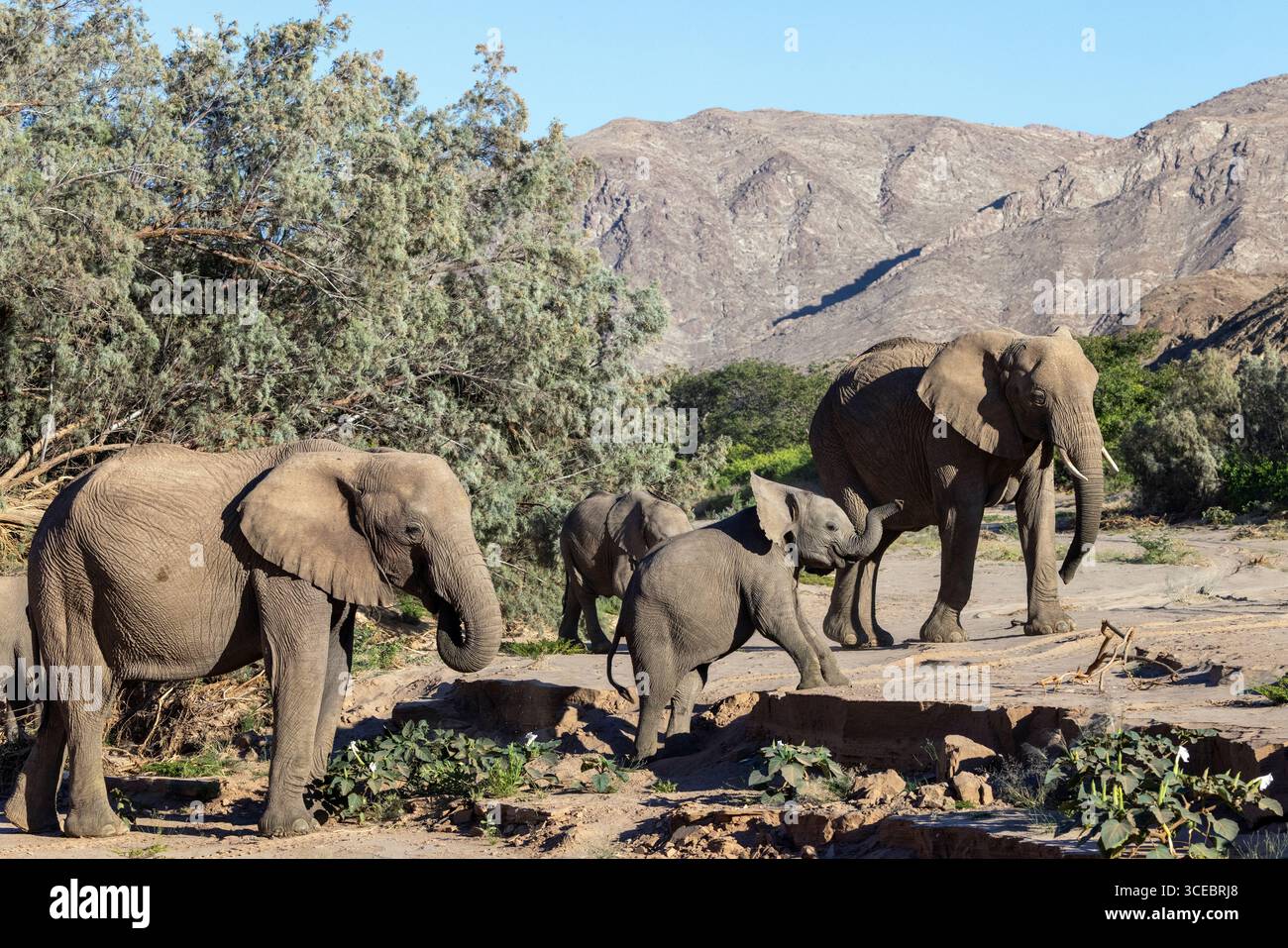 Afrikanische Elefanten (Wüstenadaptiert) - Hoanib River Valley, Namibia, Afrika Stockfoto