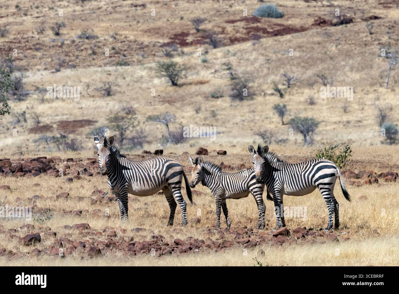 Hartmann's Mountain Zebra (Equus zebra hartmannae) - Namibia, Afrika Stockfoto
