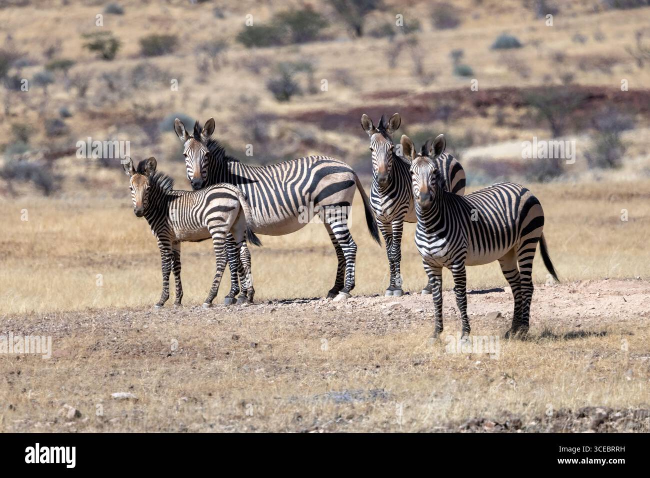 Hartmann's Mountain Zebra (Equus zebra hartmannae) - Namibia, Afrika Stockfoto