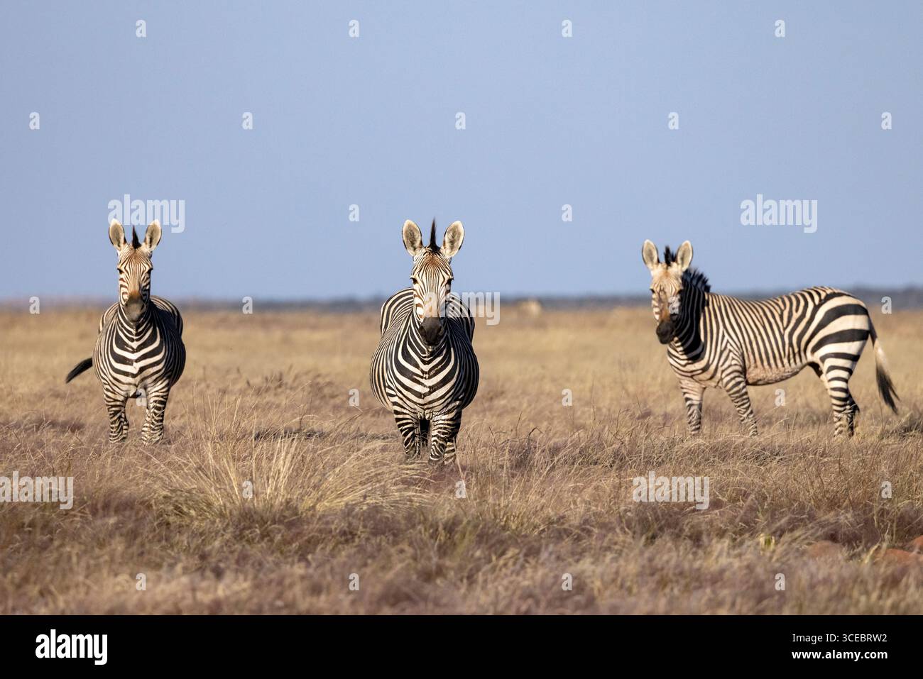 Hartmanns Bergzebra (Equus zebra hartmannae) auf dem Etendeka-Plateau in der Nähe der Grootberg Lodge in Namibia, Afrika Stockfoto