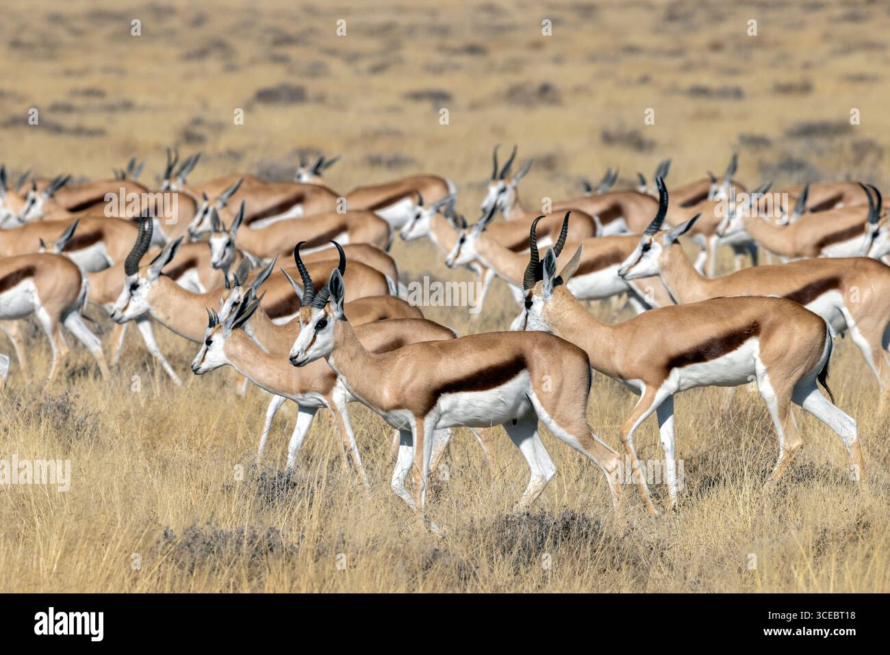 Große Gruppe von Springböcken (Antidorcas marsupialis) im Etosha Nationalpark - Namibia, Afrika Stockfoto
