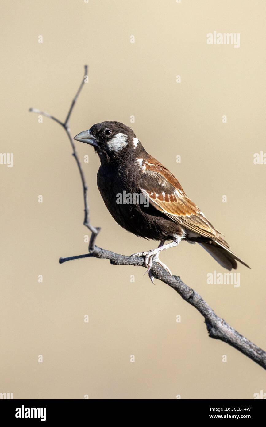 Kastanienspatzen-Lark (Eremopterix leucotis) - Ongava Private Game Reserve, Namibia, Afrika Stockfoto