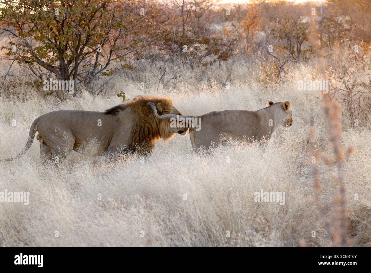 Lion (Panthera leo) Paar auf 'Flitterwochen' - Ongava Private Game Reserve, Namibia, Afrika Stockfoto