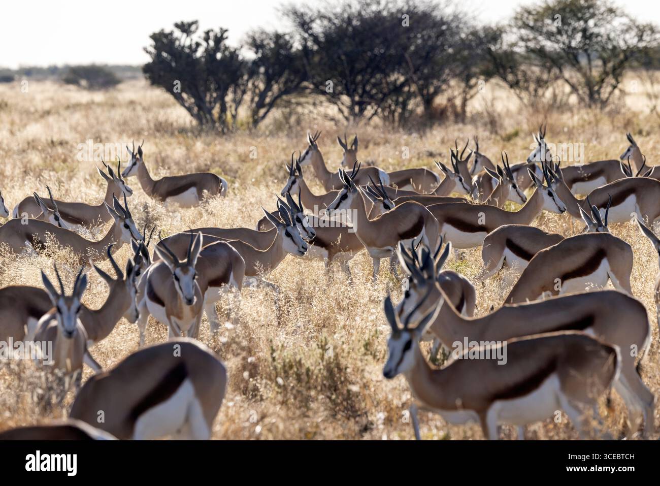 Große Gruppe von Springböcken (Antidorcas marsupialis) im Etosha Nationalpark - Namibia, Afrika Stockfoto