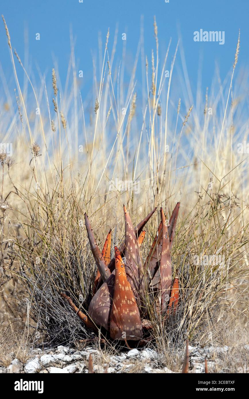 Farbenfrohe Aloe-Pflanze wächst im Etosha-Nationalpark - Namibia, Afrika Stockfoto