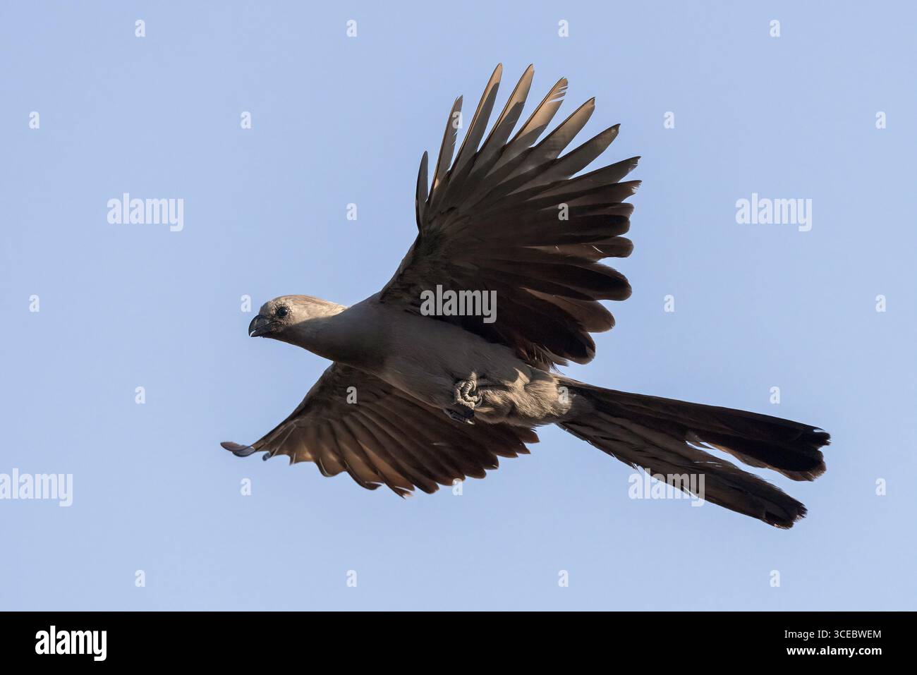 Grauer Abwesenheitsvogel (Corythaixoides concolor) im Flug - Onkolo Hide, Onguma Nature Reserve, Namibia, Afrika Stockfoto