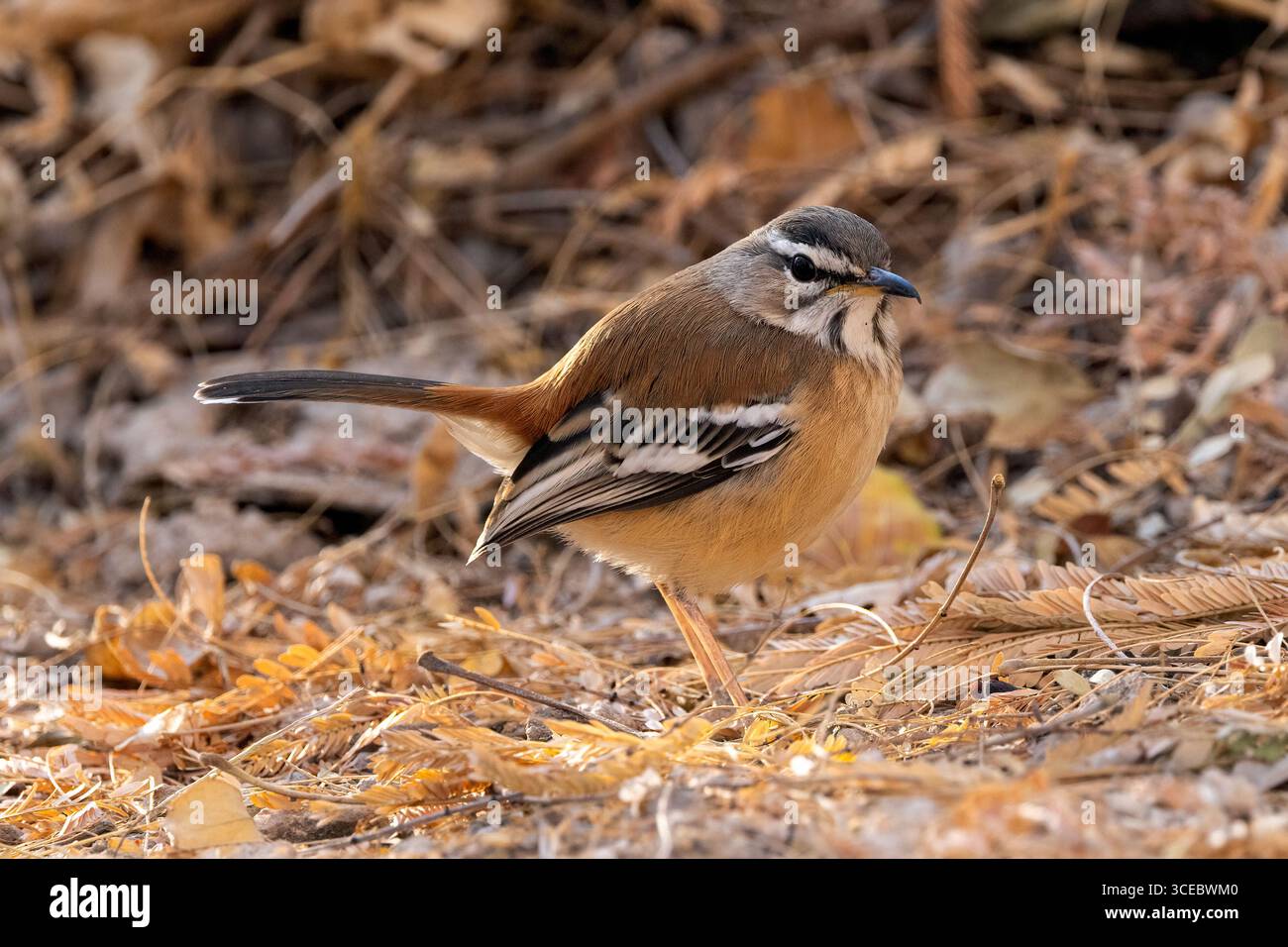 Weißbrauen-Scrub-Robin (Cercotrichas leucophrys) - Onguma Nature Reserve, Namibia, Afrika Stockfoto
