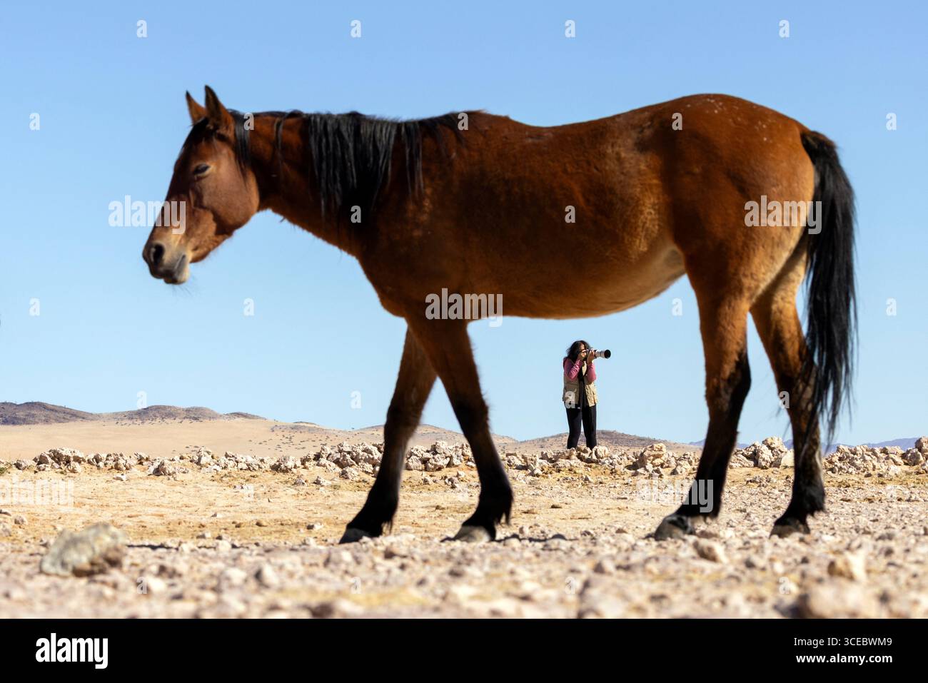 Frau, die Fotos von Namib Wüstenpferd (Wildpferd) in Garub in der Nähe von aus, Namibia, Afrika macht Stockfoto