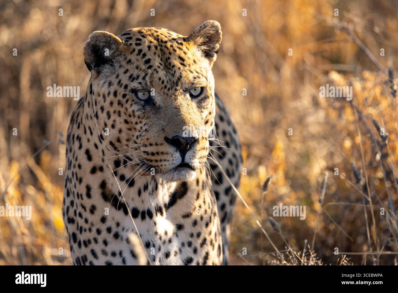 Großer männlicher Leopard (Panthera pardus) mit intensivem Blick - Okonjima Nature Reserve, Namibia, Afrika Stockfoto