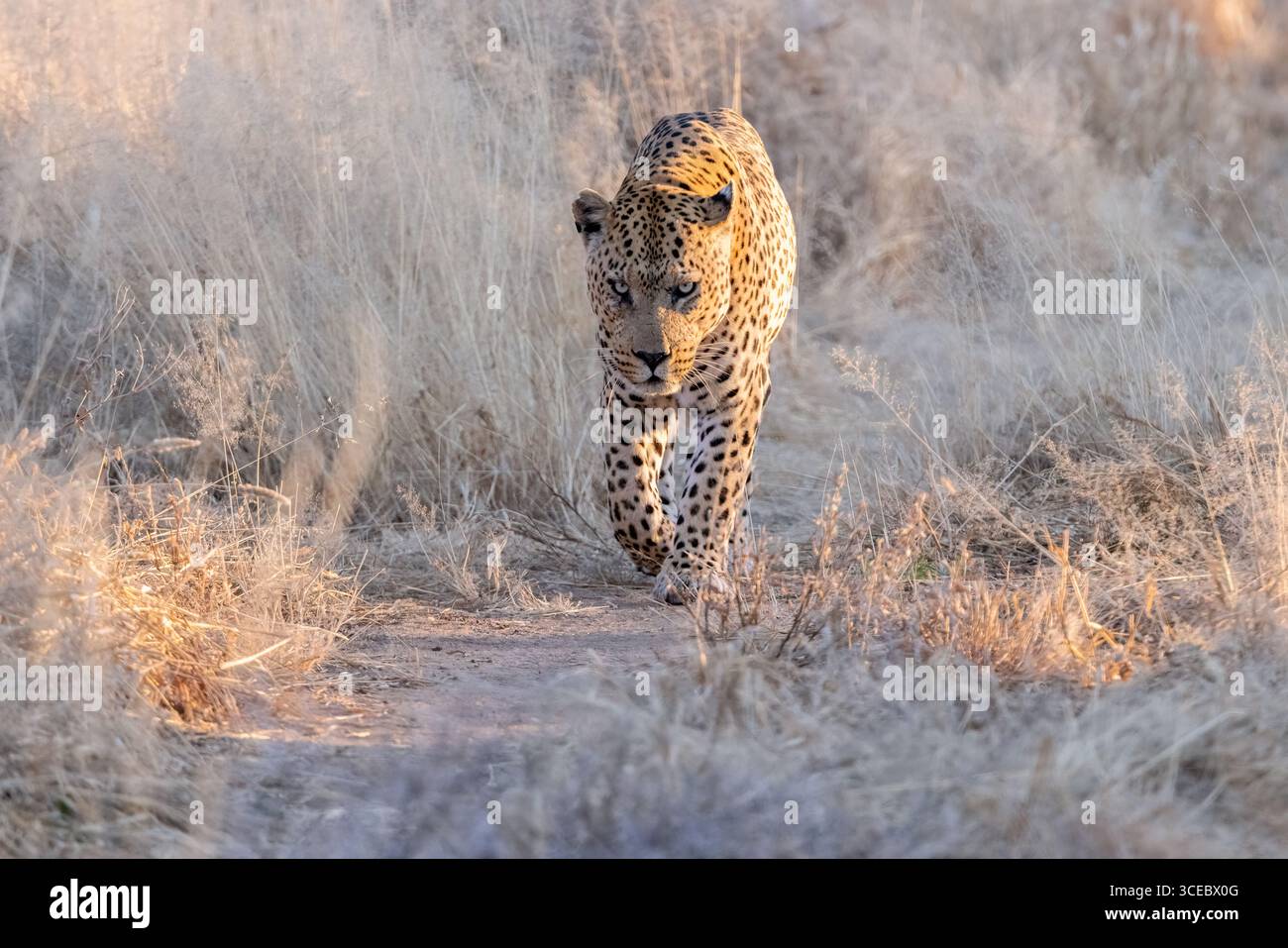 Großer männlicher Leopard (Panthera pardus), der mit intensivem Blick auf den Betrachter zugeht - Okonjima Nature Reserve, Namibia, Afrika Stockfoto