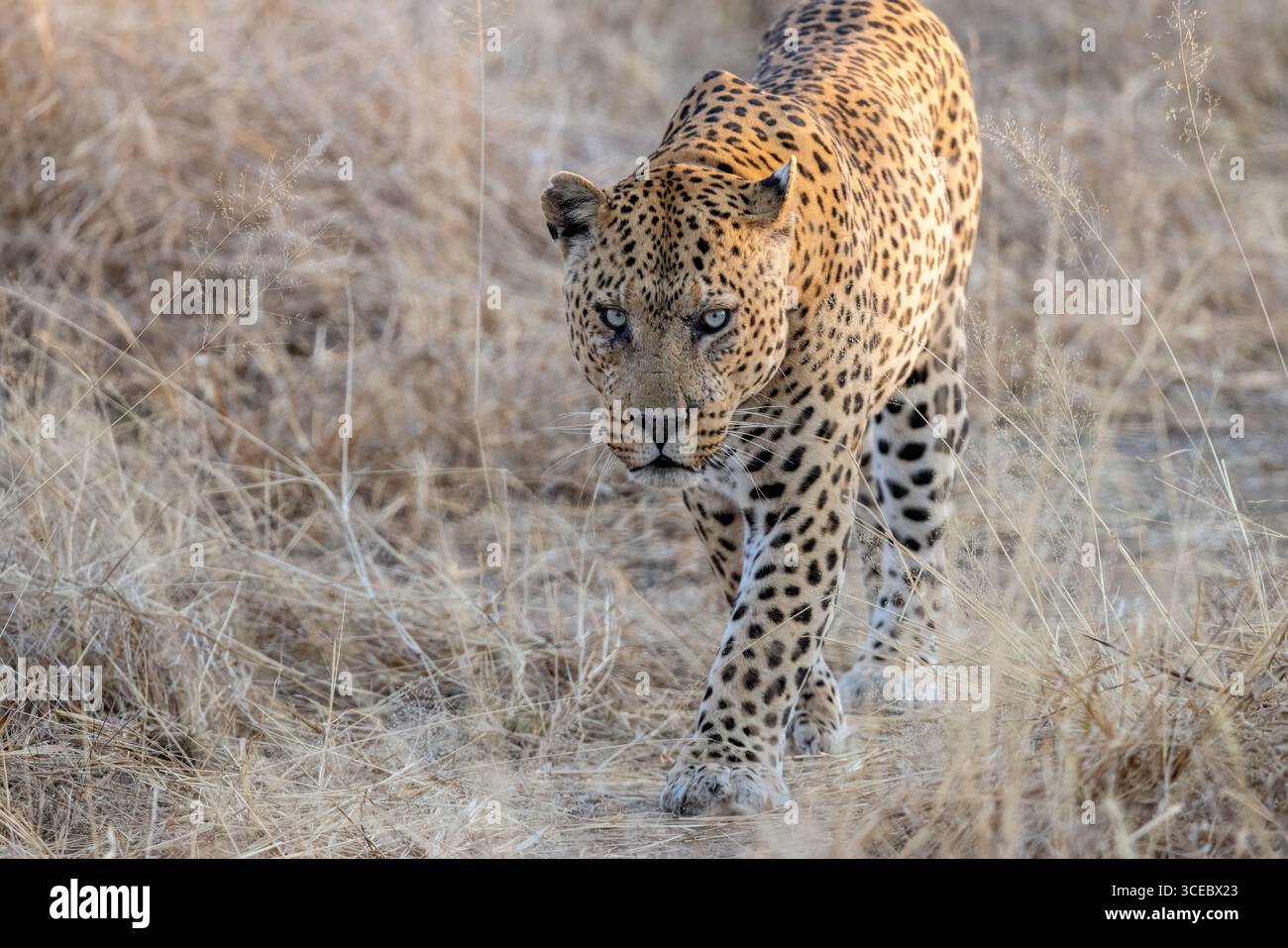 Großer männlicher Leopard (Panthera pardus), der mit intensivem Blick auf den Betrachter zugeht - Okonjima Nature Reserve, Namibia, Afrika Stockfoto