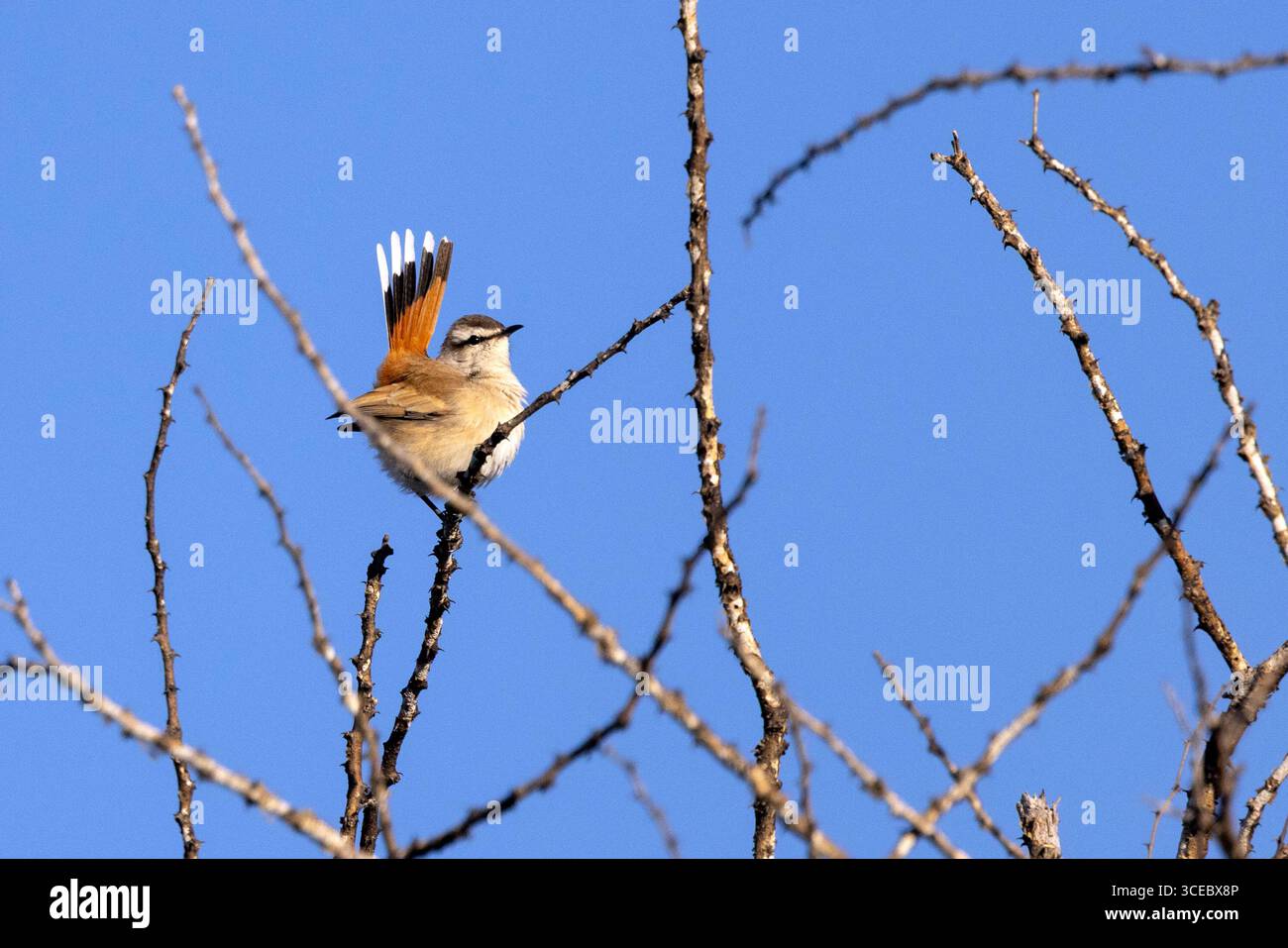 Kalahari Scrub-Robin (Cercotrichas paena) - Okonjima Nature Reserve, in den Omboroko Bergen von Namibia, Afrika Stockfoto