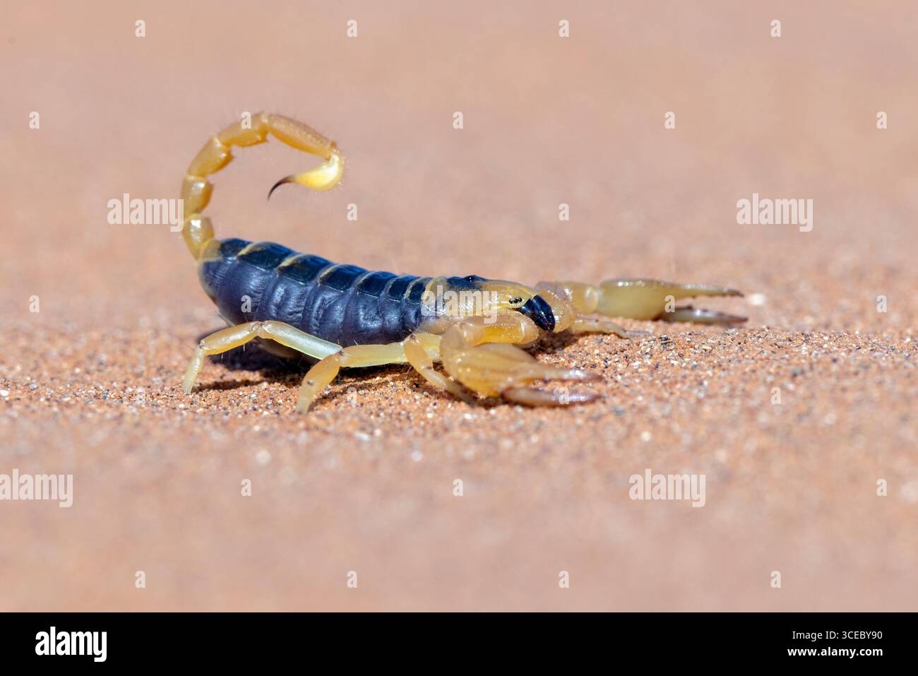 Burrowing Skorpion (Gattung Opistophthalmus) - Namib-Naukluft-Nationalpark, Namibia, Afrika Stockfoto