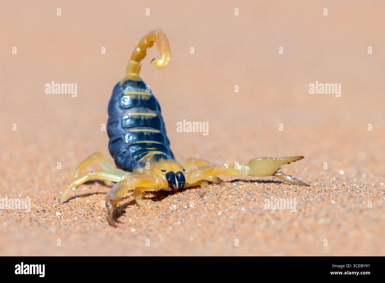 Burrowing Skorpion (Gattung Opistophthalmus) - Namib-Naukluft-Nationalpark, Namibia, Afrika Stockfoto