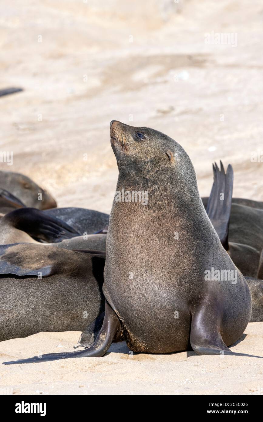 Kappelzrobbe (Arctocephalus pusillus) in der Mowe Bay Seal Colony - Skeleton Coast National Park, Namibia, Afrika Stockfoto