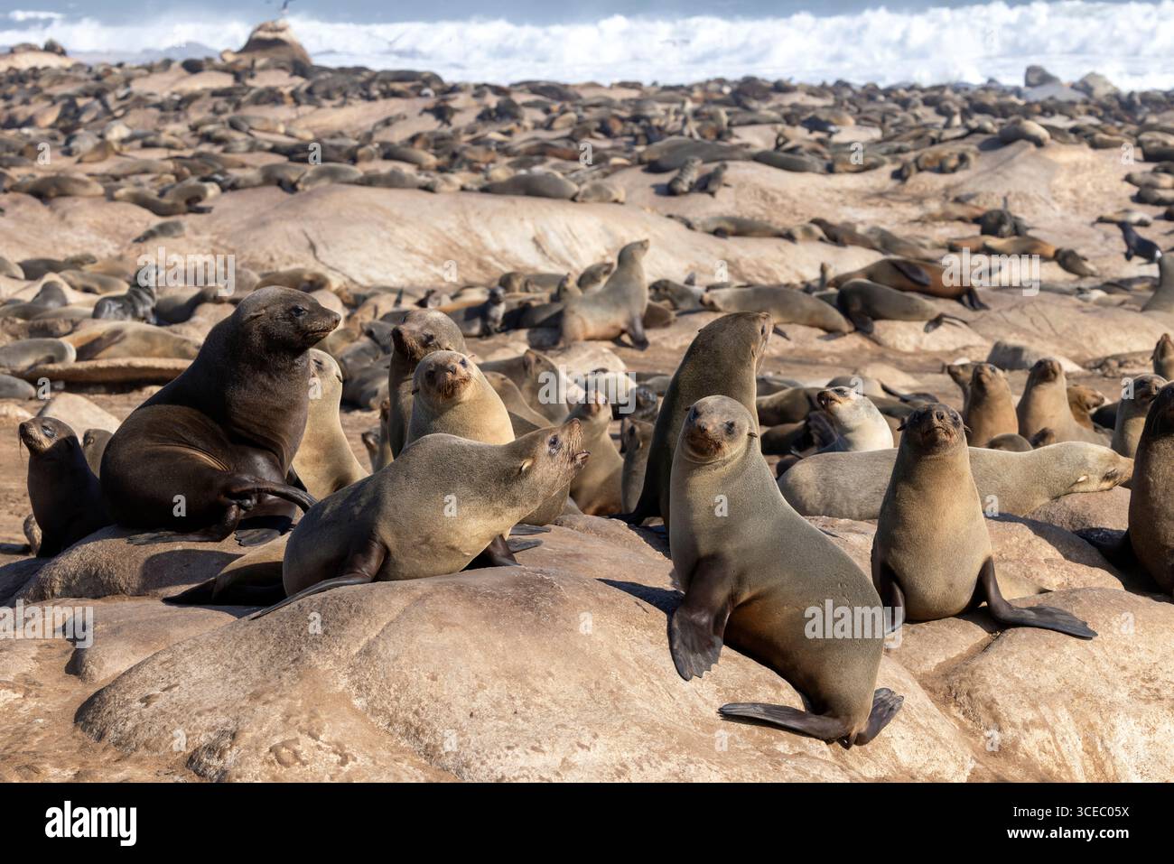 Kappelzrobben (Arctocephalus pusillus) in der Mowe Bay Seal Colony - Skeleton Coast National Park, Namibia, Afrika Stockfoto Kappelzrobben (Arctocephalus pusillus) in der Mowe Bay Seal Colony - Skeleton Coast National Park, Namibia, Afrika Stockfoto
