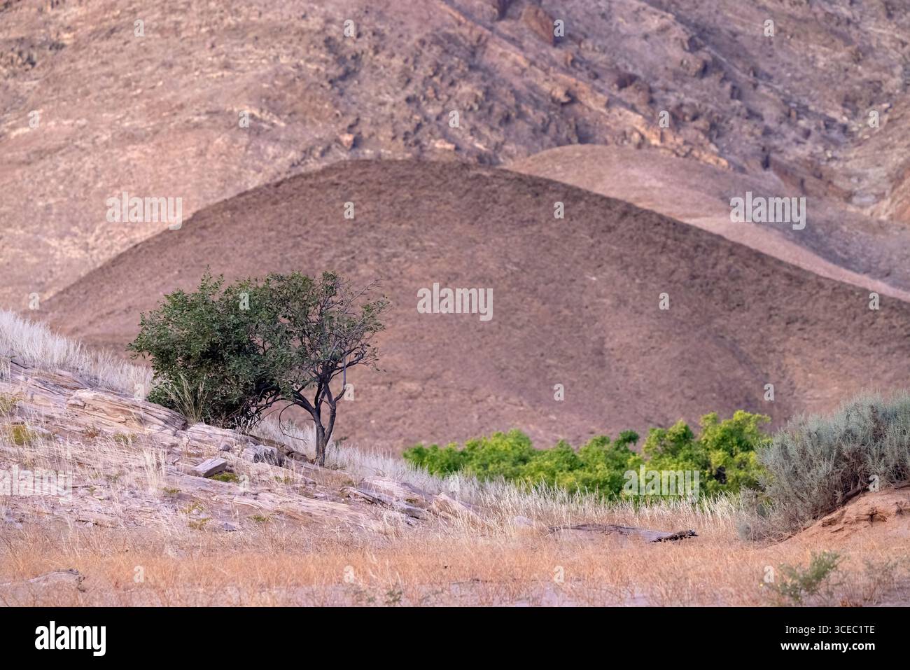 Dünenlandschaft im Hoanib River Valley, Namibia, Afrika Stockfoto