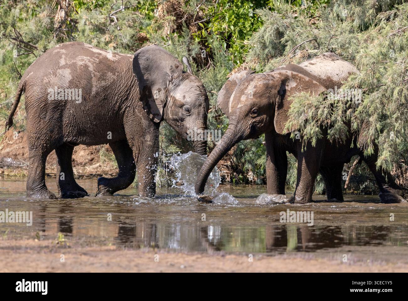Junge afrikanische Elefanten (Wüstenadaptiert) spielen im Schlamm Hoanib River Valley, Namibia, Afrika Stockfoto