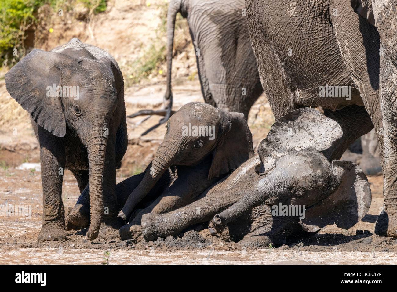 Junge afrikanische Elefanten (Wüstenadaptiert) spielen im Schlamm Hoanib River Valley, Namibia, Afrika Stockfoto