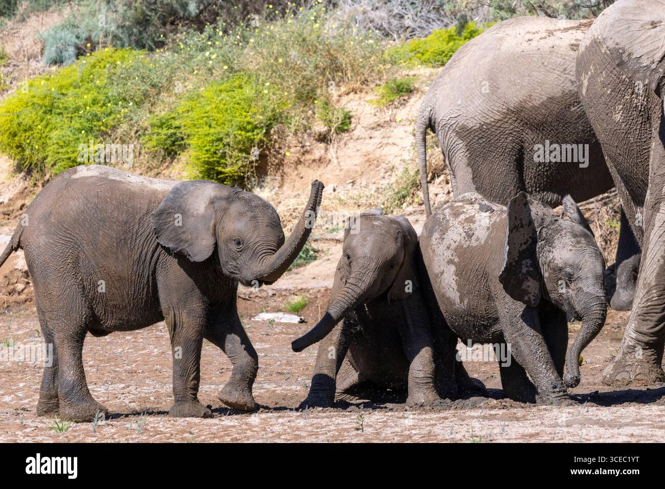 Junge afrikanische Elefanten (Wüstenadaptiert) spielen im Schlamm Hoanib River Valley, Namibia, Afrika Stockfoto